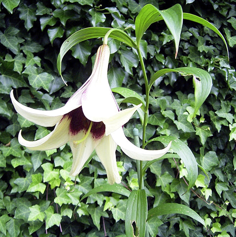 Lilium nepalense | Lily of Nepal | 5_Seeds