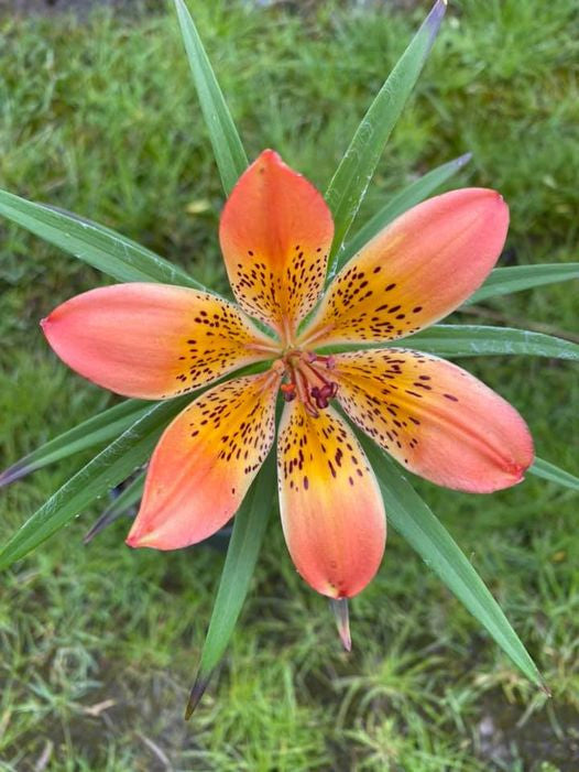siberian lily flower Lilium pensylvanicum | Siberian Lily
