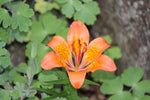 Lilium pensylvanicum | Siberian Lily | 5_Seeds