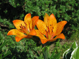 Lilium pensylvanicum | Siberian Lily | 5_Seeds