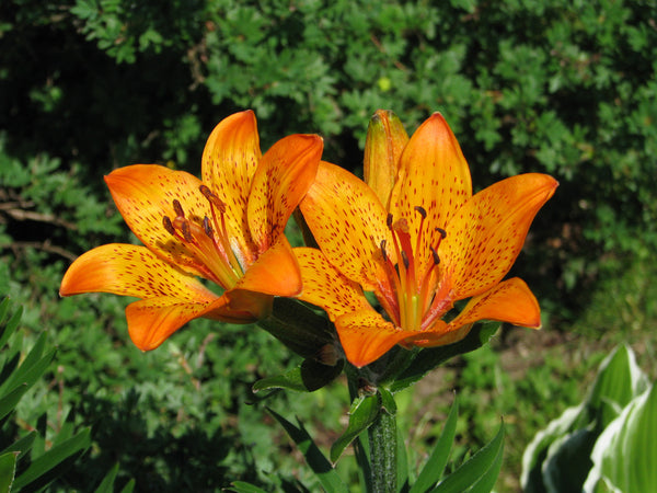 Lilium pensylvanicum | Siberian Lily | 5_Seeds – Butterfly Garden