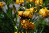 Lilium pyenaicum ssp. carniolicum var. bosniacum | Bosnian Lily bosniacum | 10_Seeds