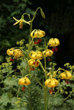 Lilium pyenaicum ssp. carniolicum var. bosniacum | Bosnian Lily bosniacum | 10_Seeds