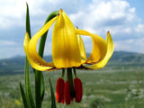 Lilium pyenaicum ssp. carniolicum var. bosniacum | Bosnian Lily bosniacum | 10_Seeds