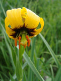 Lilium pyenaicum ssp. carniolicum var. bosniacum | Bosnian Lily bosniacum | 10_Seeds