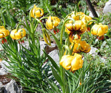 Lilium pyenaicum ssp. carniolicum var. bosniacum | Bosnian Lily bosniacum | 10_Seeds