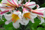 Lilium regale | Regal & Royal & Kings & Christmas Lily | 20_Seeds