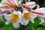 Lilium regale | Regal & Royal & Kings & Christmas Lily | 20_Seeds