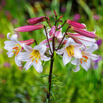 Lilium regale | Regal & Royal & Kings & Christmas Lily | 20_Seeds