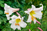 Lilium regale | Regal & Royal & Kings & Christmas Lily | 20_Seeds