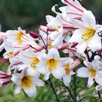 Lilium regale | Regal & Royal & Kings & Christmas Lily | 20_Seeds
