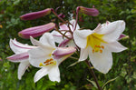 Lilium regale | Regal & Royal & Kings & Christmas Lily | 20_Seeds