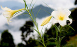 Lilium wallichianum | 10_Seeds