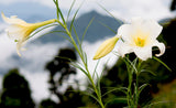 Lilium wallichianum | 10_Seeds