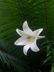 Lilium wallichianum | 10_Seeds