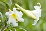 Lilium wallichianum | 10_Seeds