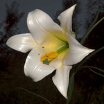 Lilium wallichianum | 10_Seeds