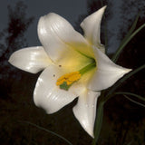 Lilium wallichianum | 10_Seeds
