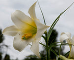Lilium wallichianum | 10_Seeds