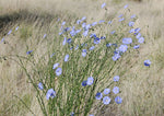 Linum perenne lewisii | Lewis & Blue & Prairie Flax | 20_Seeds