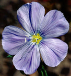 Linum perenne lewisii | Lewis & Blue & Prairie Flax | 20_Seeds