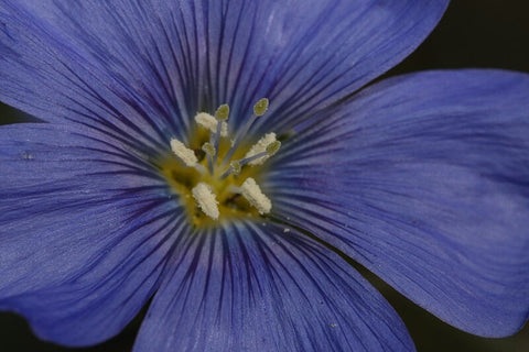 Linum perenne lewisii | Lewis & Blue & Prairie Flax | 20_Seeds