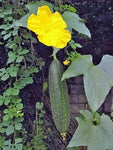 Luffa aegyptiaca | Cylindrica | Sponge Gourd | Egyptian Cucumber | 20_Seeds