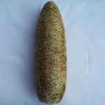 Luffa aegyptiaca | Cylindrica | Sponge Gourd | Egyptian Cucumber | 20_Seeds