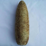 Luffa aegyptiaca | Cylindrica | Sponge Gourd | Egyptian Cucumber | 20_Seeds