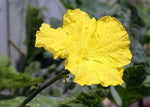 Luffa aegyptiaca | Cylindrica | Sponge Gourd | Egyptian Cucumber | 20_Seeds