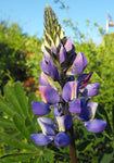Lupinus succulentus | Hollowleaf Annual | Arroyo & Succulent Lupine | 10_Seeds