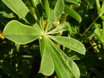 Lupinus succulentus | Hollowleaf Annual | Arroyo & Succulent Lupine | 10_Seeds