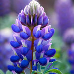 Lupinus succulentus | Hollowleaf Annual | Arroyo & Succulent Lupine | 10_Seeds