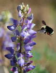 Lupinus succulentus | Hollowleaf Annual | Arroyo & Succulent Lupine | 10_Seeds