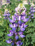 Lupinus succulentus | Hollowleaf Annual | Arroyo & Succulent Lupine | 10_Seeds