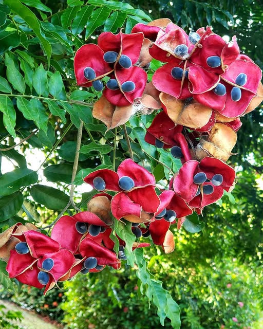 Majidea zanguebarica | Mgambo & Black Pearl & Velvet Seed Tree | 20_Se ...