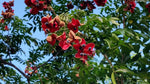 Majidea zanguebarica | Mgambo & Black Pearl & Velvet Seed Tree | 20_Seeds