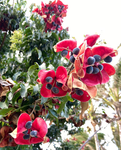 Majidea zanguebarica | Mgambo & Black Pearl & Velvet Seed Tree | 20_Seeds