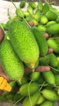 Momordica subangulata renigera | Teasle Gourd | Kakrol | Bhat Karela | 5_Seeds