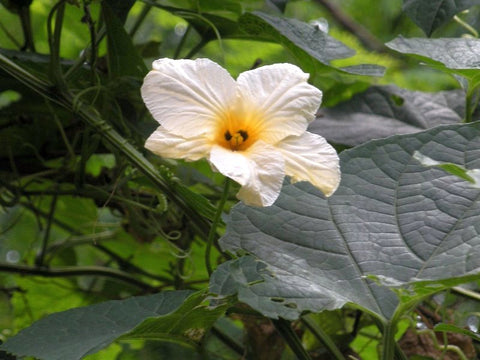 Momordica subangulata renigera | Teasle Gourd | Kakrol | Bhat Karela | 5_Seeds