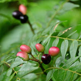 Murraya Koenigii | Curry Leaf Tree | 5_Seeds