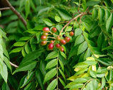Murraya Koenigii | Curry Leaf Tree | 5_Seeds