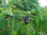 Murraya Koenigii | Curry Leaf Tree | 5_Seeds