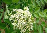 Murraya Koenigii | Curry Leaf Tree | 5_Seeds