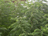 Murraya Koenigii | Curry Leaf Tree | 5_Seeds