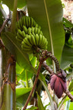 Musa acuminata | Cavendish Edible Banana | 10_Seeds