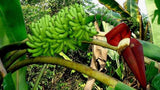Musa acuminata | Cavendish Edible Banana | 10_Seeds