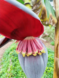 Musa acuminata | Cavendish Edible Banana | 10_Seeds