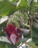 Musa acuminata | Cavendish Edible Banana | 10_Seeds
