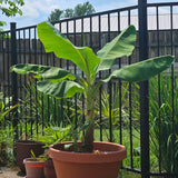 Musa acuminata | Dwarf Cavendish Banana | 10_Seeds